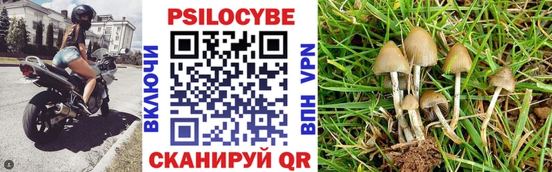 дарнет шоп Лесной МЕГА как зайти Псилоцибиновые грибы Psilocybe
